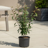 2 Chokeberry Live Plant, 3-4 Inch Tall Starter, Antioxidant Rich Aronia Berry Shrub for Edible Landscapes