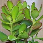 Jade Plant Live in 4" Inch Pot | Variegated Crassula Ovata | Great for Collections, Gifts & Small Spaces