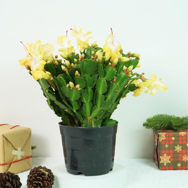 2 Orange Christmas Cactus Plant Live | 3 to 4 Inch Tall Indoor | Housewarming Friendship Gifts for Women Best Friend Presents for Mom Birthday Gift for New Home