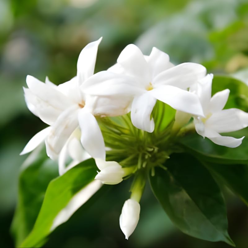 Confederate Jasmine Plant, Well-Rooted 8" Potted Climbing Vine, Low Maintenance Aromatic Evergreen for Sunny Patios