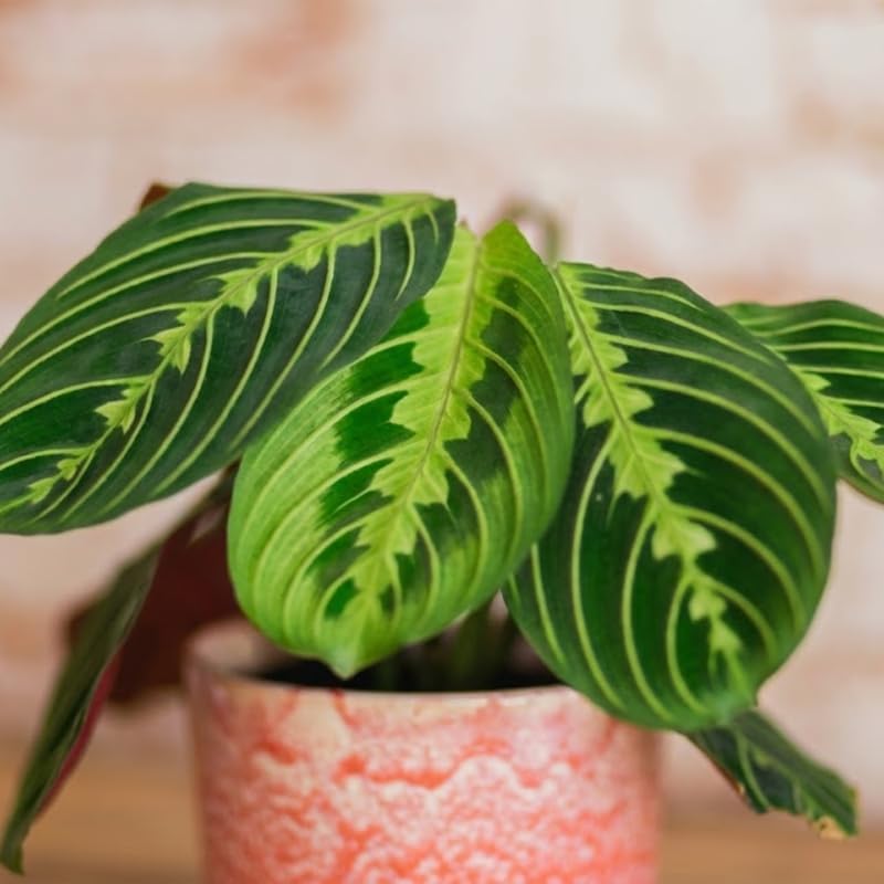 Maranta Lemon Lime Prayer Plant Live, 4 Inch Pot, Potted Prayer Plant, Vibrant Green Foliage Indoor Plant for Home and Office
