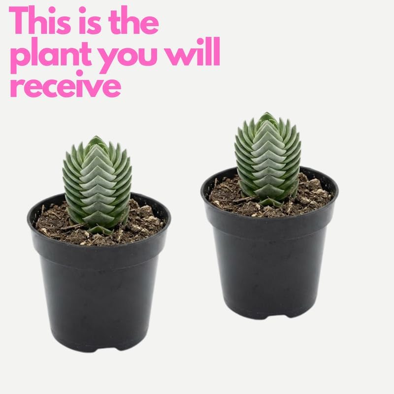 2 Crassula Succulents Plants Live in 2 Inch Pot, Rare Live Succulents, Air-Purifying, Low Maintenance, Perfect for Home and Office Décor, Easy Care Starter Plants