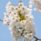 Snowgoose Cherry Tree Live Plant, 6-12 Inch Tall Starter Plant, Japanese Cherry Blossom Tree, Easy Care Flowering Tree for Planting Outdoors