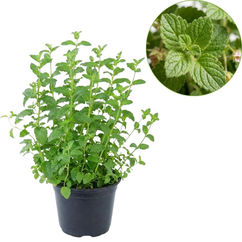 Chocolate Mint Plants Live Outdoor and Garden, Mint Plants Live in 3-Inch Pot, Cold-Hardy Mint Herb for Patios, Containers, and Ground Cover