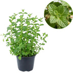 Chocolate Mint Plants Live Outdoor and Garden, Mint Plants Live in 3-Inch Pot, Cold-Hardy Mint Herb for Patios, Containers, and Ground Cover