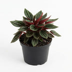 Peperomia Live Plant, Peperomia ‘Rosso’, 4" Pot, Easy Care Indoor Greenery, Decorative Pointed Foliage for Desks and Bright Spaces