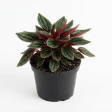 Peperomia Live Plant, Peperomia ‘Rosso’, 4" Pot, Easy Care Indoor Greenery, Decorative Pointed Foliage for Desks and Bright Spaces