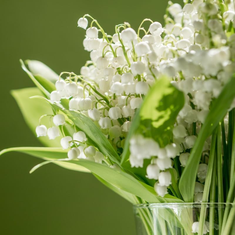 10 Lilly of The Valley Live Plant Roots for Planting, Low Maintenance Perennial, Bell Shaped and Fragrant Flowers for Outdoors Indoors