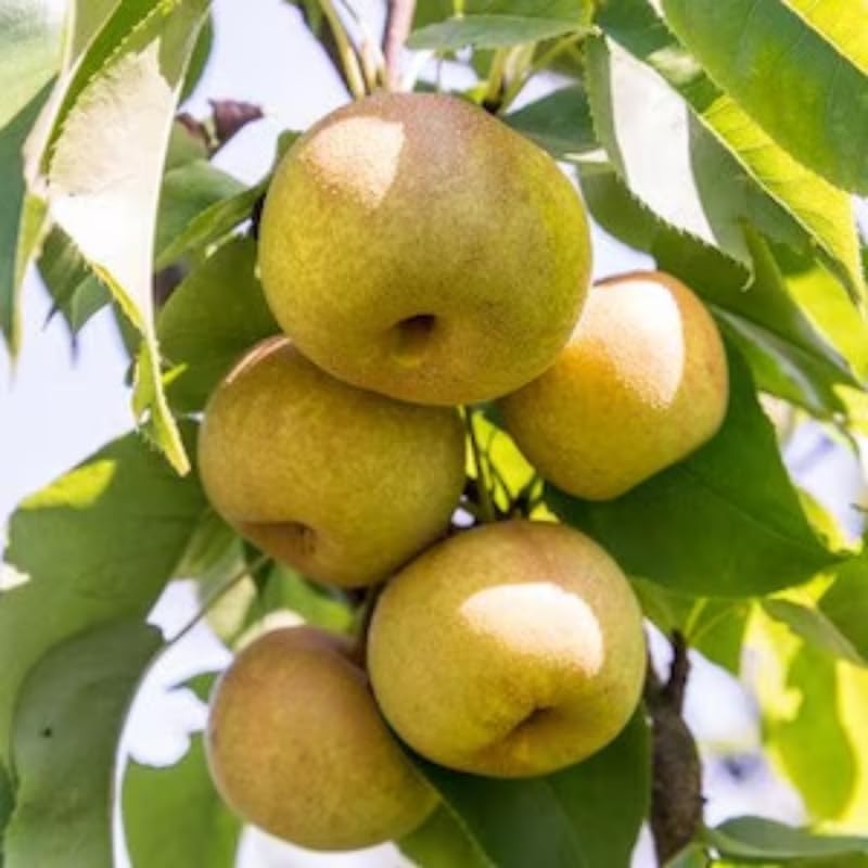 (No Ship to CA, HI, AK) Korean Giant Asian Pear | 3 Gallon Pot | 30-36 Inches Tall Live Fruit Tree | High-Yielding Crisp Sweet Fruit | Low Maintenance Tree for Landscapes