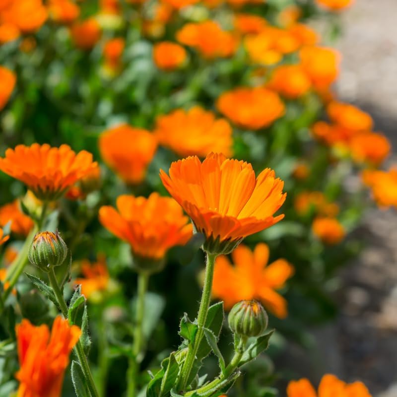 Calendula Plant Live, Well-Rooted 3-4" Starter, Cold-Hardy Calendula Officinalis for Companion Planting