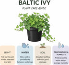 2 Baltic English Ivy Live Plant with Pots, Easy-Care Climbing Vines Live Plants, Ideal for Ground Cover, Hanging Baskets & Indoor Décor