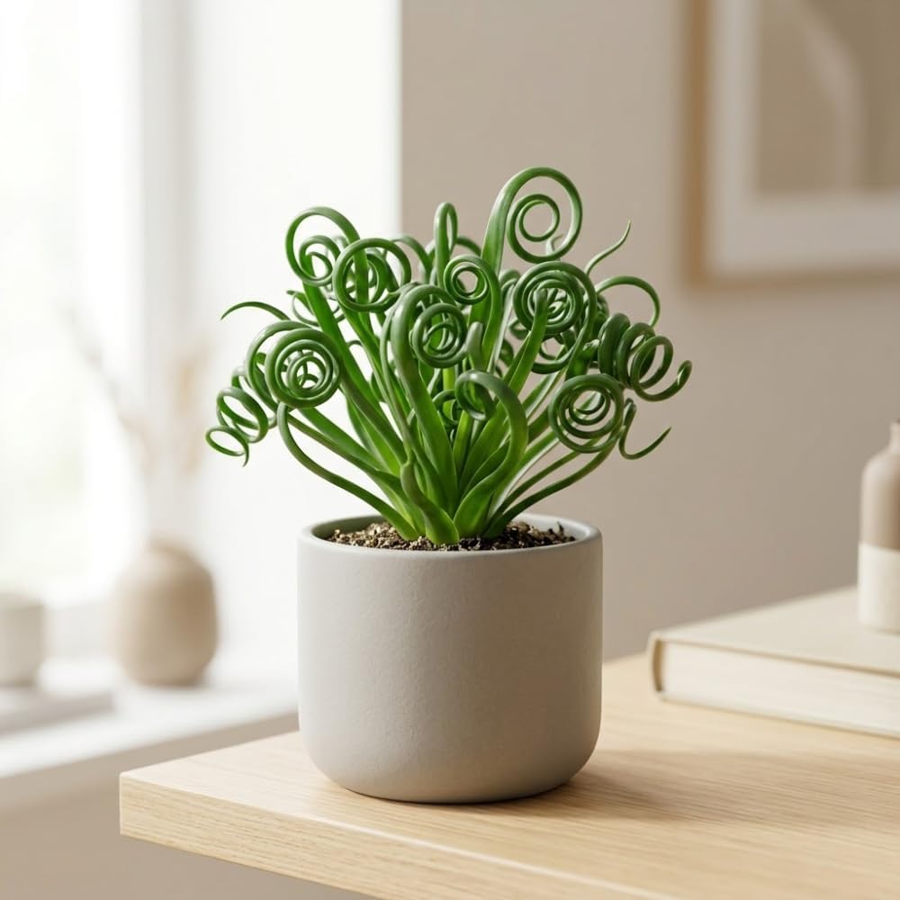 Frizzle Sizzle Plant, 4" Potted Albuca Spiralis Plant, High-Vigor Low Maintenance Spiral Succulent for Bright Windowsills, Striking Curly Foliage