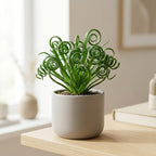 Frizzle Sizzle Plant, 4" Potted Albuca Spiralis Plant, High-Vigor Low Maintenance Spiral Succulent for Bright Windowsills, Striking Curly Foliage