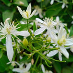 Night Blooming Jasmine Plant Indoor Live, Midnight Jasmine in 4 Inch Pot, Night Scented Flowering Plant for Patios