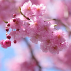 2 Weeping Cherry Blossom Tree Plant, 6-12 Inch Height, Low Maintenance Flowering Cherry Tree, Cherry Blossom Tree Live for Outdoor Gardens or Yard Landscaping