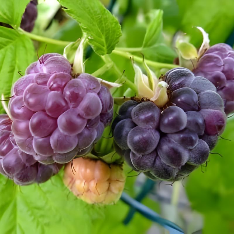 Raspberry Plant, Live Glencoe Raspberry, 12-24" Bare Root Plants, Easy to Grow Thornless Shrub, Sweet Plants for Garden Beds and Pots