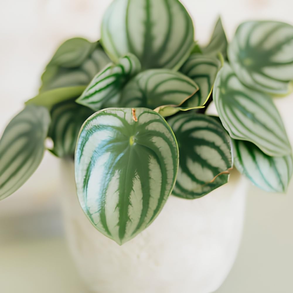 Watermelon Peperomia Plant Live Indoor, Peperomia Argyreia Plant in 4'' Inch Pot, Low-Maintenance Peperomia Live Plant, Ideal Plant for Home & Office