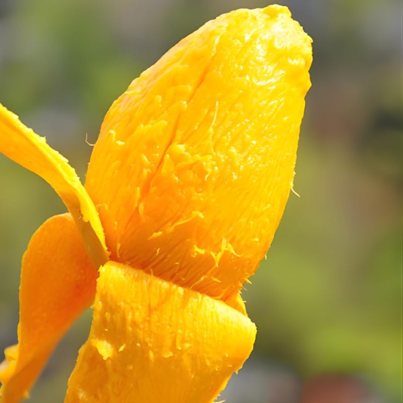 Mallika Mango Tree Live Plant | Fruit Tree 2.5–3 Ft Tall for Planting| Premium Tropical Mango Plant for Patio Containers, Yard Planting & Garden Landscapes | No Ship CA, HI, AK