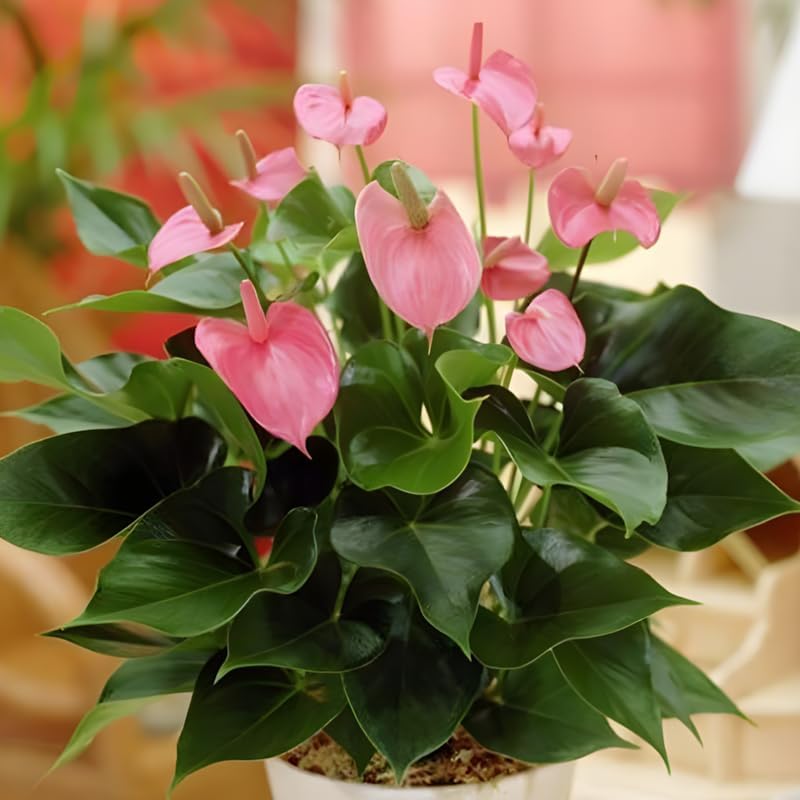 Pink Anthurium Live Plant in 4 Inch Pot, Live House Plants, Great for Home & Office Styling, Succulent Arrangements & Beginner Growers