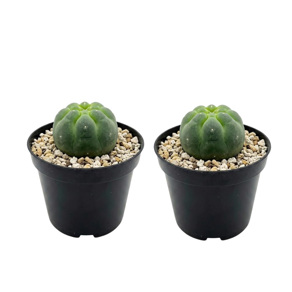 2 Live Cactus Plants Gold Ladyfinger Mammillaria Elongata, 4" Pot, Fully Rooted, Low Maintenance Rare Succulent Plant Live, Ideal for Succulent Collections & Indoor Décor