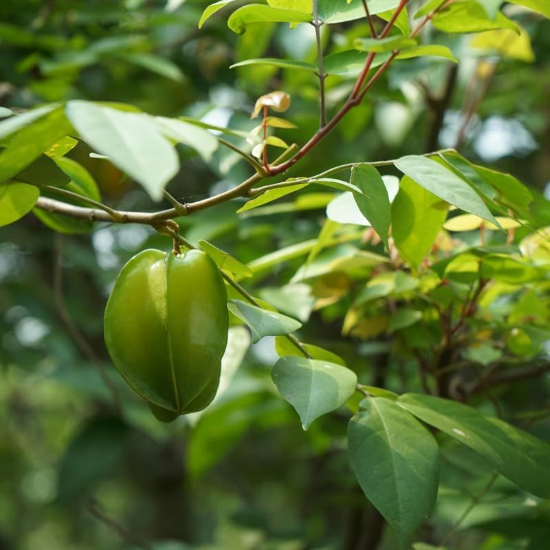 (No Ship to CA,HI,AK) Sweet Starfruit Live Plant, 3 Gallon Pot, Potted Tropical Fruit Tree Starter for Backyard and Large Containers