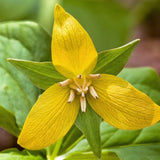 Yellow Trillium Bulbs for Planting, 5 Large Bulbs, Native Wildflower, Easy to Grow, Perennial Flower Bulbs for Growing Outdoors Indoors