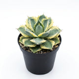 Live Succulent Plant, Variegated Agave in 4 Inch Pot, Low Maintenance Succulent for Bright Windowsills - Striking Blue-Green & Cream Foliage