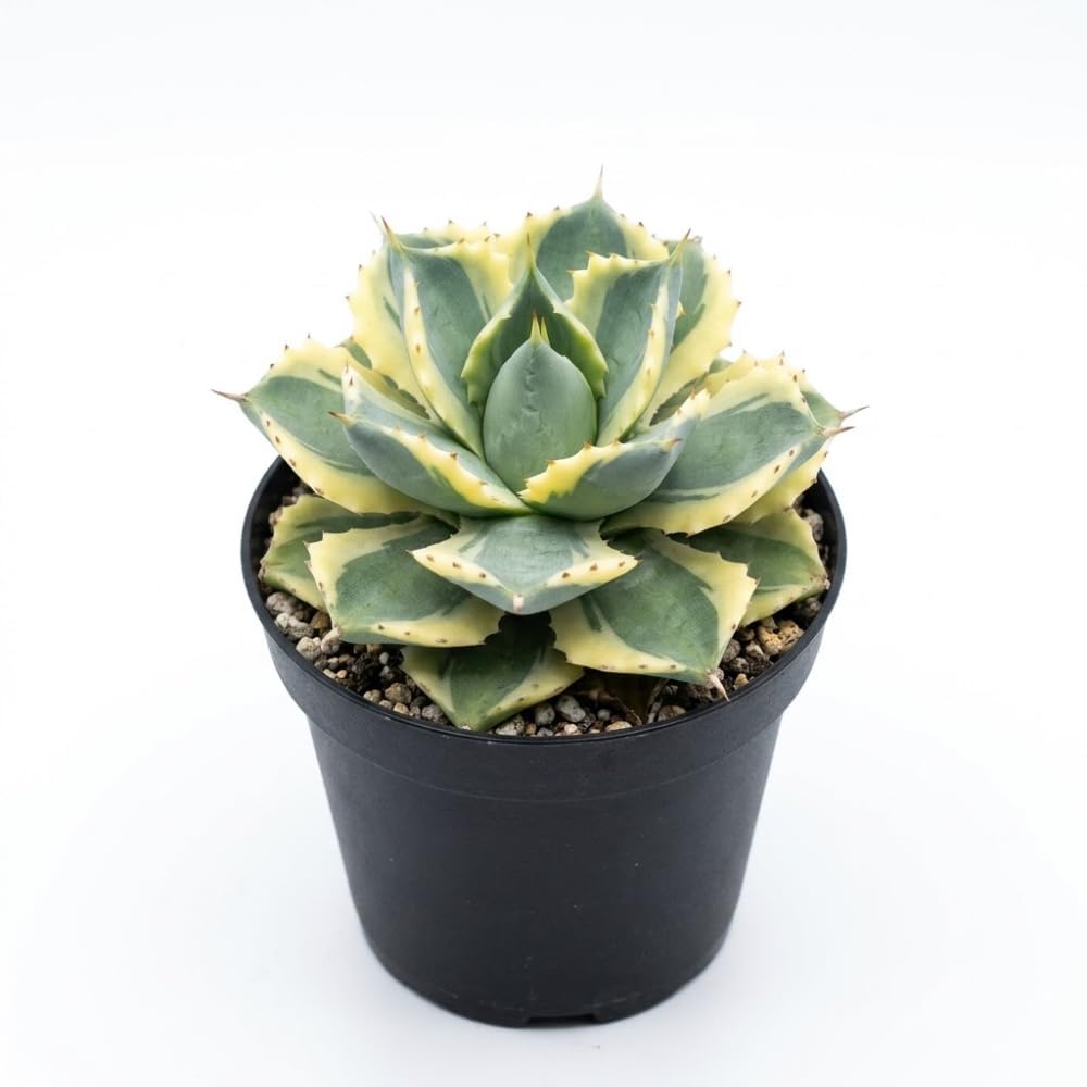 Live Succulent Plant, Variegated Agave in 4 Inch Pot, Low Maintenance Succulent for Bright Windowsills - Striking Blue-Green & Cream Foliage