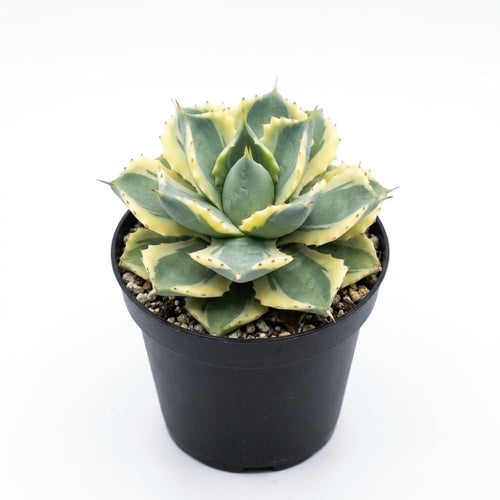 Live Succulent Plant, Variegated Agave in 4 Inch Pot, Low Maintenance Succulent for Bright Windowsills - Striking Blue-Green & Cream Foliage