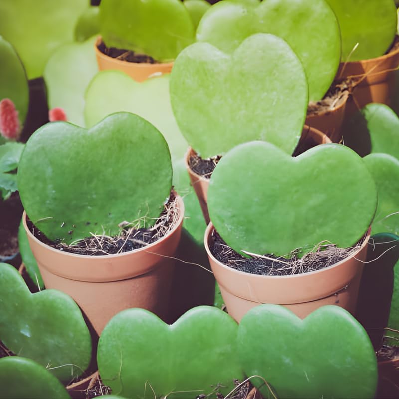 Hoya Kerrii Plant Live, 2" Potted Plant, Easy Care Indoor Greenery, Heart Foliage for Home Decor and Small Spaces