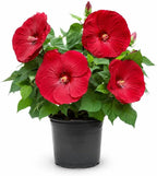 Red Hardy Hibiscus Plants Live, 4-8" Tall, Vibrant Perennial Hibiscus Plant, Fast Growing Flowering Shrub for Backyard Landscape and Patio Pots