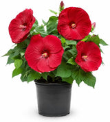Red Hardy Hibiscus Plants Live, 4-8" Tall, Vibrant Perennial Hibiscus Plant, Fast Growing Flowering Shrub for Backyard Landscape and Patio Pots
