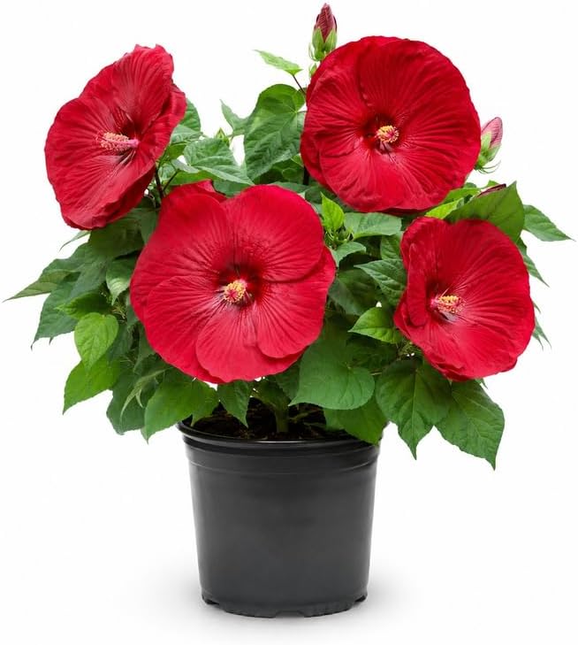 Red Hardy Hibiscus Plants Live, 4-8" Tall, Vibrant Perennial Hibiscus Plant, Fast Growing Flowering Shrub for Backyard Landscape and Patio Pots