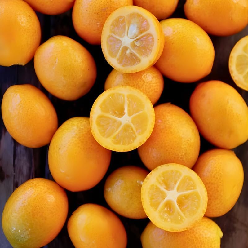 Meiwa Sweet Kumquat Tree Live Plant | 3 Ft Tall | Fresh Round Sweet Fruit with Edible Peel, Fragrant Blooms | Ideal for Home Gardens and Patios