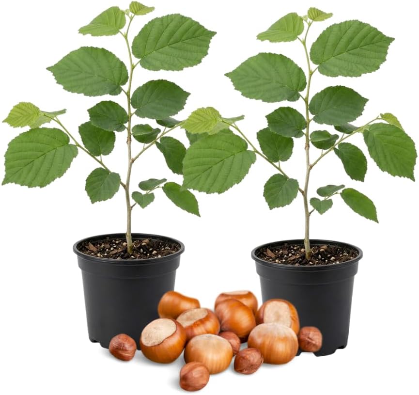 2 Hazelnut Tree Live Plant, 6-10" Tall, Low Maintenance Edible Shrub for Homeowners, Cold-Hardy Starter for Sweet Roasting Nuts & Pralines
