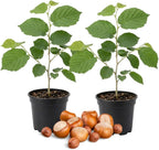 2 Hazelnut Tree Live Plant, 6-10" Tall, Low Maintenance Edible Shrub for Homeowners, Cold-Hardy Starter for Sweet Roasting Nuts & Pralines