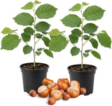 2 Hazelnut Tree Live Plant, 6-10" Tall, Low Maintenance Edible Shrub for Homeowners, Cold-Hardy Starter for Sweet Roasting Nuts & Pralines