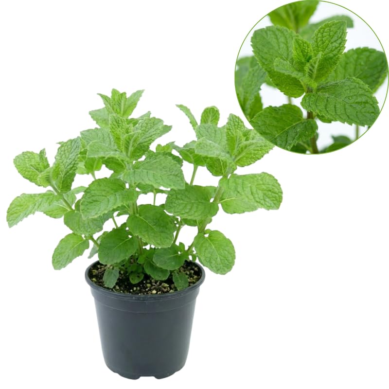 Chocolate Mint Plants Live Outdoor and Garden, Mint Plants Live in 3-Inch Pot, Cold-Hardy Mint Herb for Patios, Containers, and Ground Cover