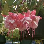 2 Fuchsia Plants Live, Dark Blue & Red Fuchsia, 6-12 Inch Tall, Blue Eye Variety, Trailing Flowering Plant, Ideal for Hanging Baskets