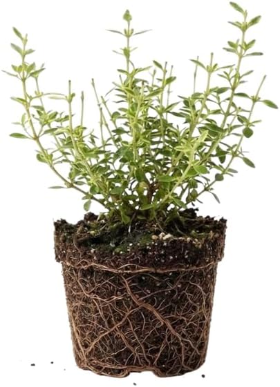 Lemon Thyme Plant, 4 Inch Size, Low Maintenance Edible Groundcover for Sunny Kitchen Gardens and Patios
