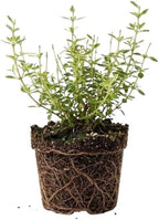 Lemon Thyme Plant, 4 Inch Size, Low Maintenance Edible Groundcover for Sunny Kitchen Gardens and Patios