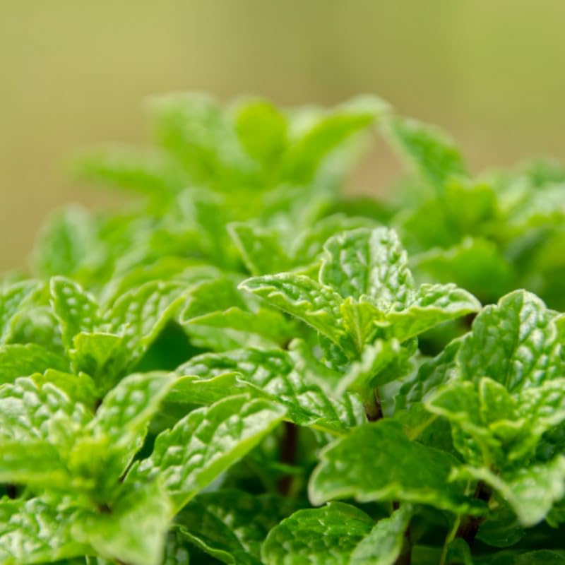 Peppermint Plants Live, Mint Plants for Inside and Home Décor, 3-Inch Potted Fresh Herb for Indoor Outdoor Growing
