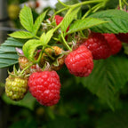 2 Red Raspberries Plants, 3 Inch Bare Root Seedling, Low Maintenance Fruit Bearing Shrub, Robust Well-Rooted Starter Shrub