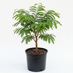 No Ship to CA, HI, AK, Sour Tamarind Fruit Tree, 2-3 Feet Size, 3 Gallon Pot, Well-Rooted Tropical Tree, Low Maintenance Fruit Plant for Sunny Outdoor Spots