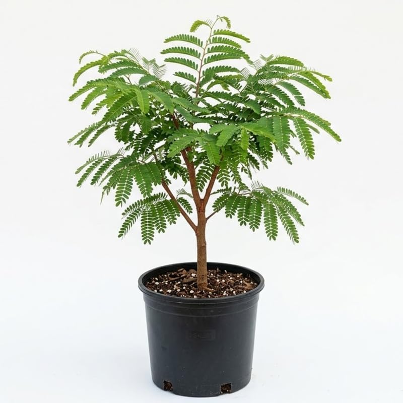 No Ship to CA, HI, AK, Sour Tamarind Fruit Tree, 2-3 Feet Size, 3 Gallon Pot, Well-Rooted Tropical Tree, Low Maintenance Fruit Plant for Sunny Outdoor Spots
