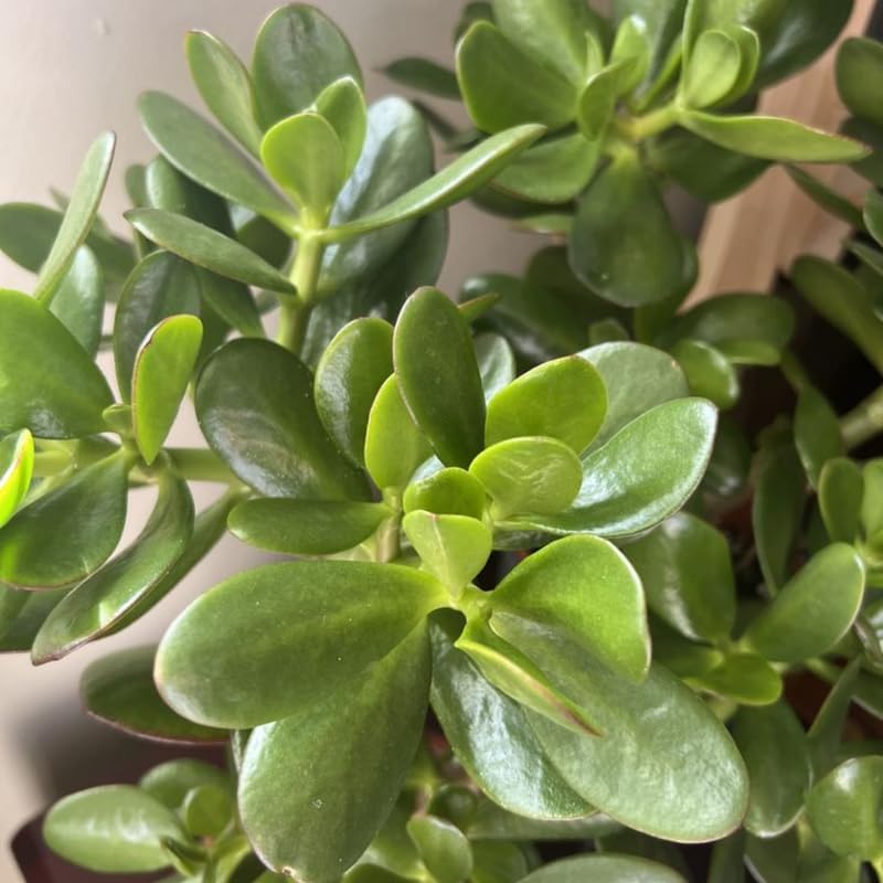 Succulents Plants Live Jade Plant Crassula Ovata, Jade Plant Live in 2 Inch PotLow Maintance, Perfect for Indoor Accent Décor, Minimalist Spaces & Gift Giving