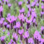 3 Spanish Lavender Plants Live, 3-Inch Pot, Established Lavandula Stoechas Flowering Plant, Compact Aromatic Foliage for Modern Landscape Design