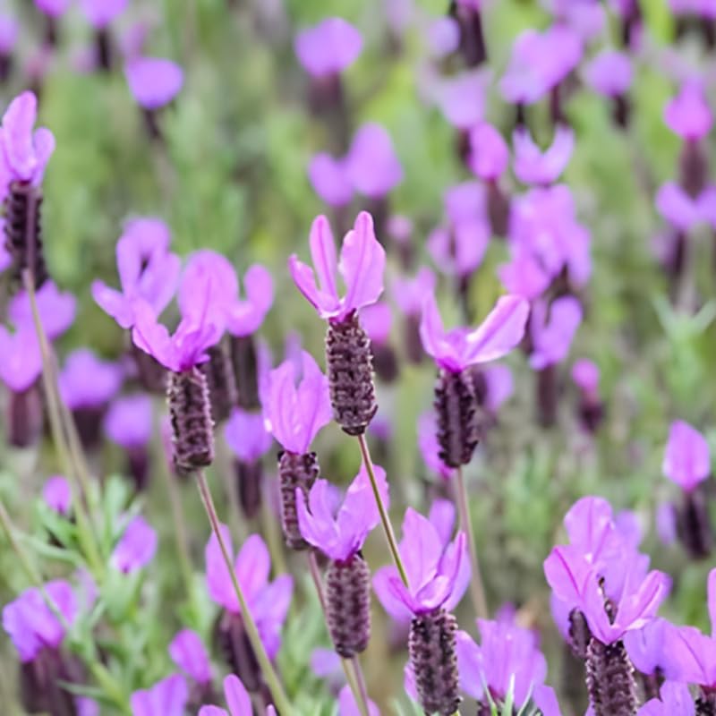 3 Spanish Lavender Plants Live, 3-Inch Pot, Established Lavandula Stoechas Flowering Plant, Compact Aromatic Foliage for Modern Landscape Design