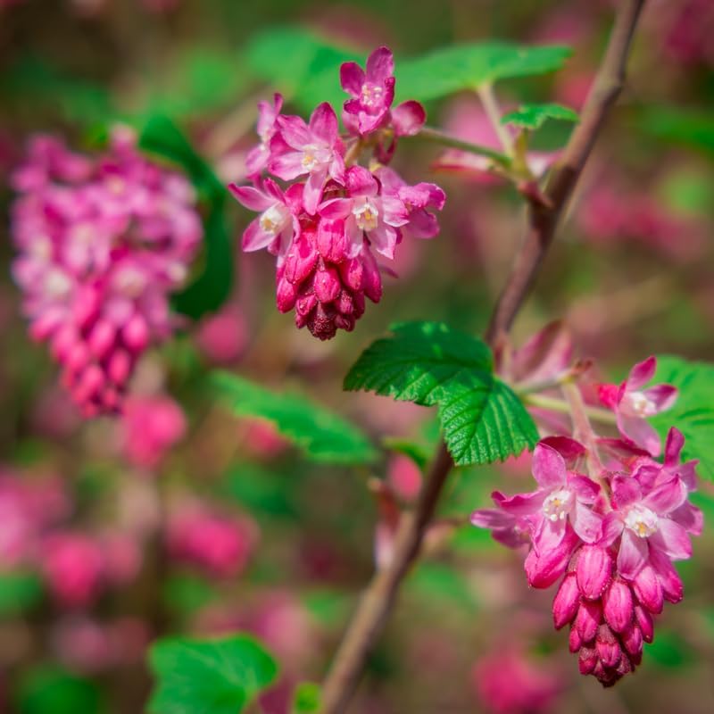 Pink Flowering Currant Plant, Well-Rooted 7" Starter, Cold-Hardy Ribes Sanguineum for Sunny Landscapes