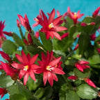 Light Orange Easter Cactus Live Plant 3 Inch Tall – Flowering Indoor Holiday Cactus with Soft Orange Blooms, Easy Care Easter Cactus Plants Live for Home, Office or Gift